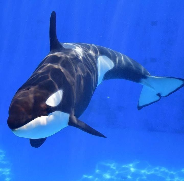 an orca whale swimming in the water