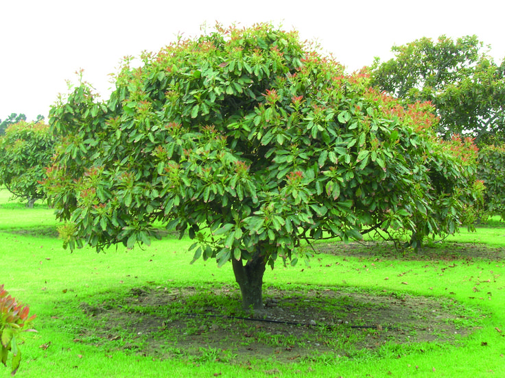 a tree with lots of green leaves in the middle of a grassy area next to trees