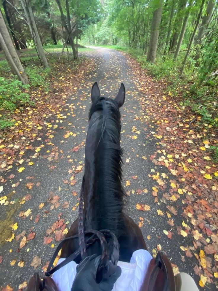 the back end of a horse's head as it rides down a leaf covered road