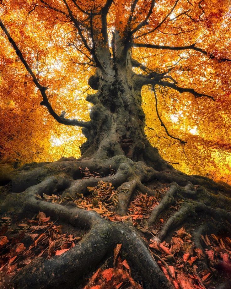 an image of a tree with its roots exposed in the fall leaves, looking up into the sky