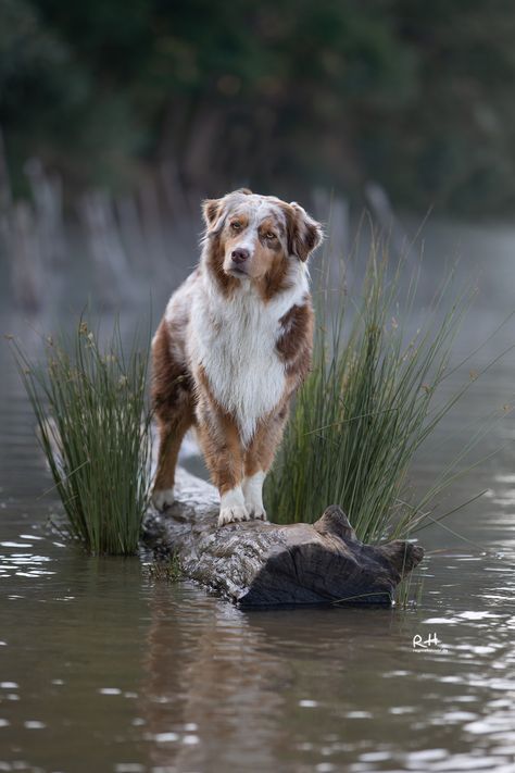 a brown and white dog standing on top of a rock in the middle of water