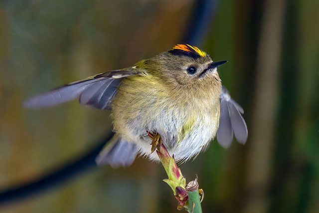 a bird that is sitting on a twig