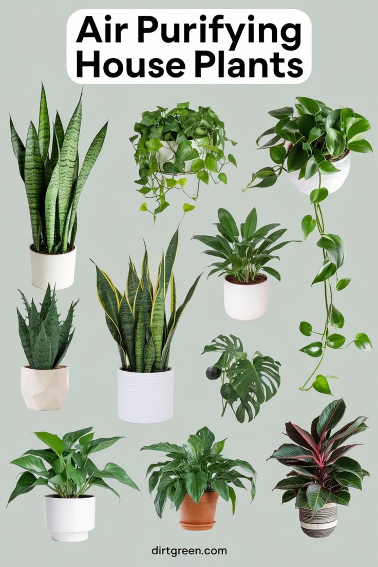 various types of house plants with text overlay that says air purifying house plants