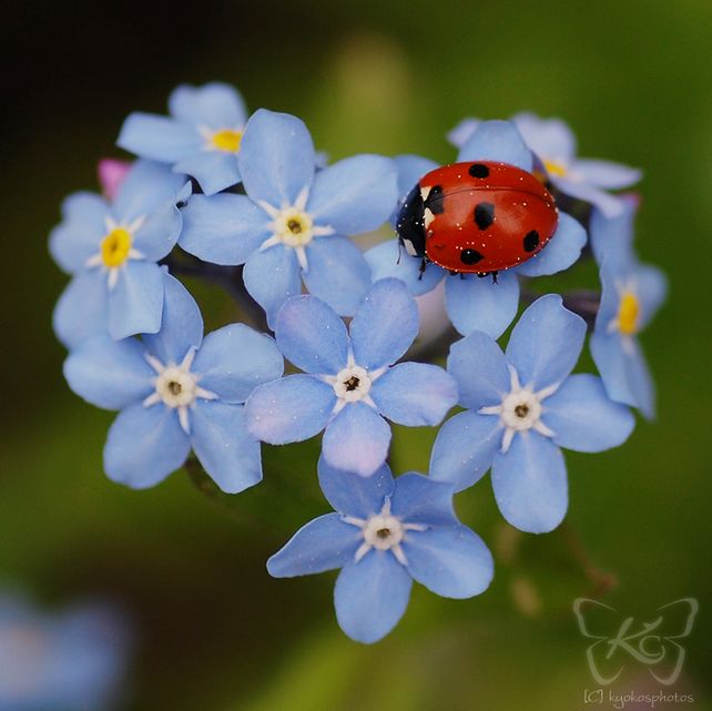 a lady bug sitting on top of blue flowers