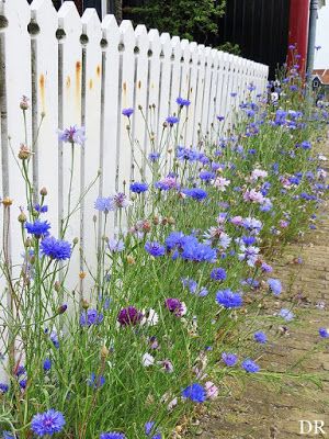 blue and purple flowers growing next to a white picket fence