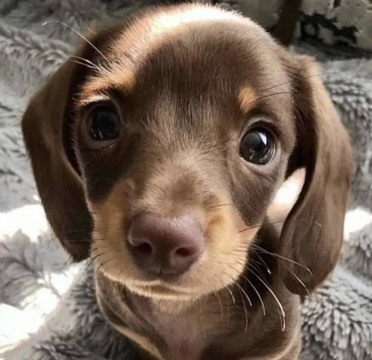 a small brown dog sitting on top of a blanket