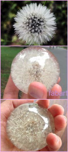 three pictures of dandelion being held in front of the camera