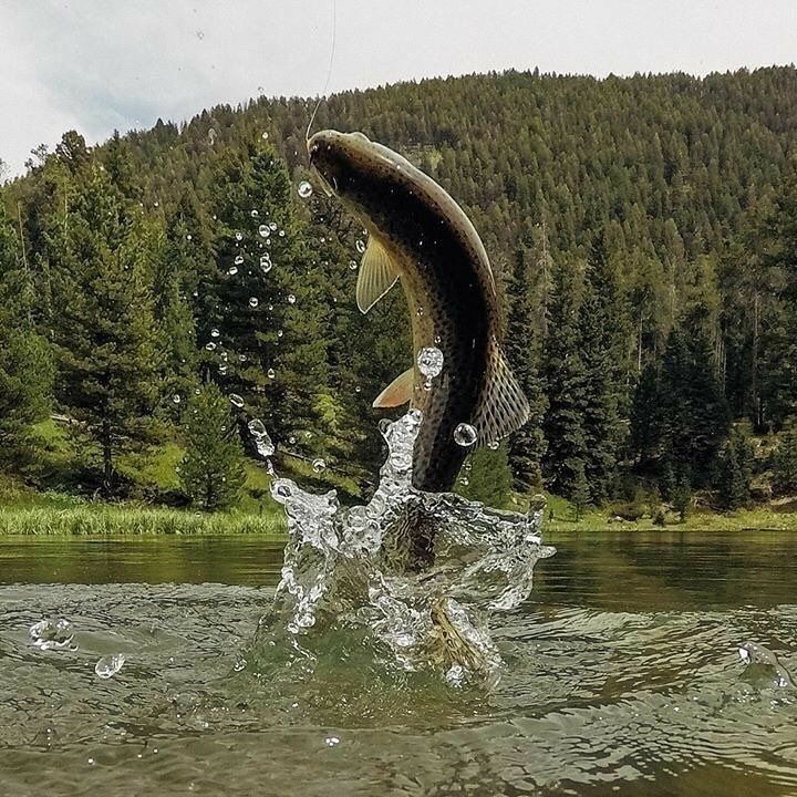 a fish is jumping out of the water