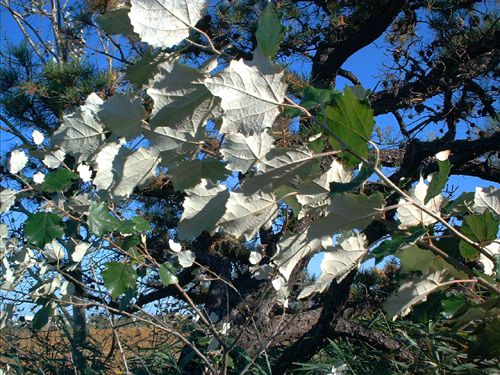 the leaves and branches of an oak tree are white in color against a blue sky