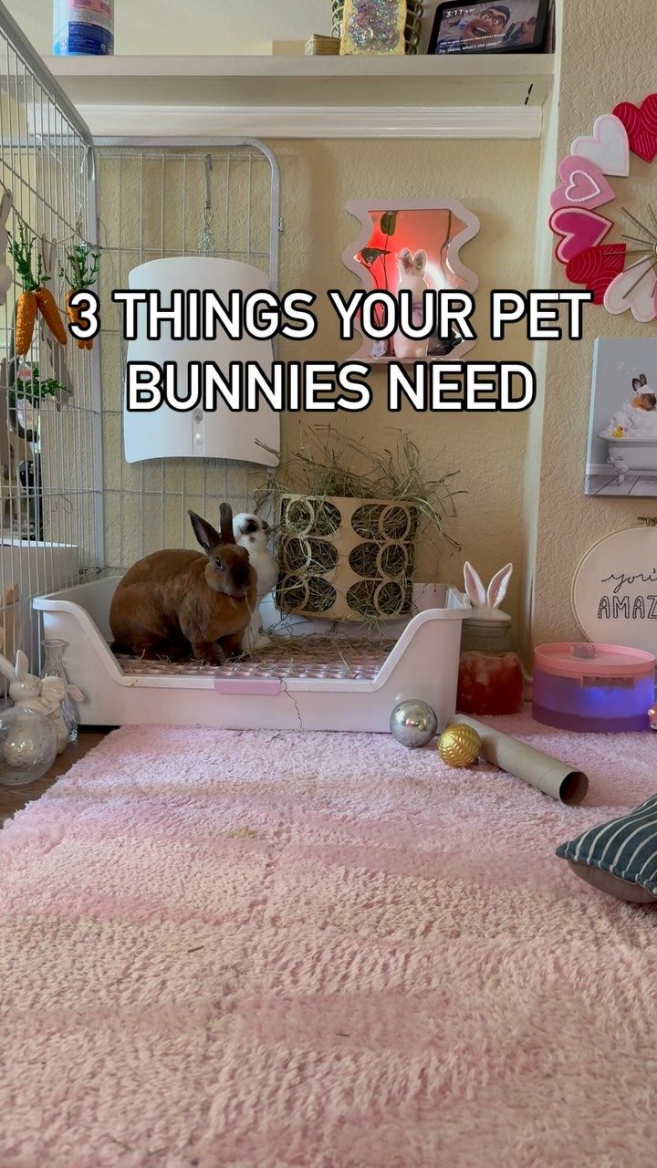 a rabbit sitting on top of a bed next to a cage with the words 3 things your pet bunnies need