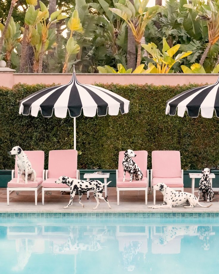 two dalmatian dogs sitting on lawn chairs next to a pool with an umbrella