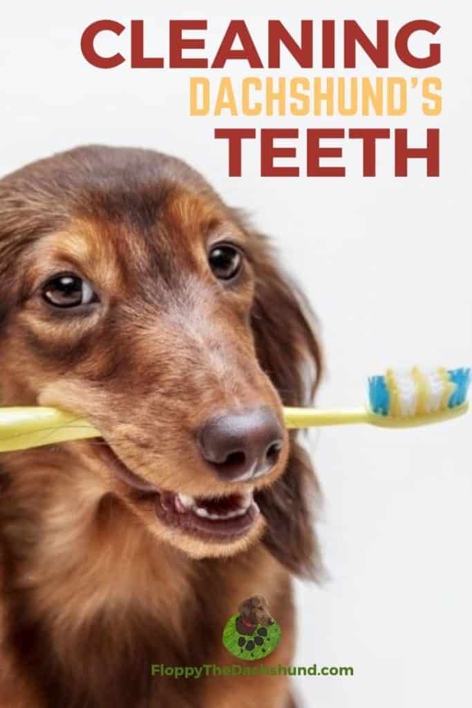 a dog holding a toothbrush in its mouth with the caption, cleaning dachshund's teeth