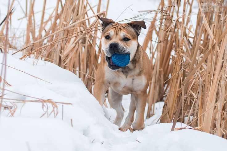 a dog standing in the snow with a frisbee in it's mouth