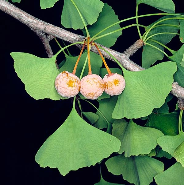 two pink flowers are hanging from a tree branch