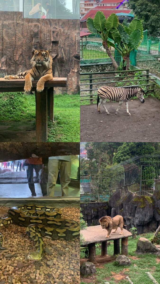 there are many different pictures of animals in the zoo and one has a tiger on it's back