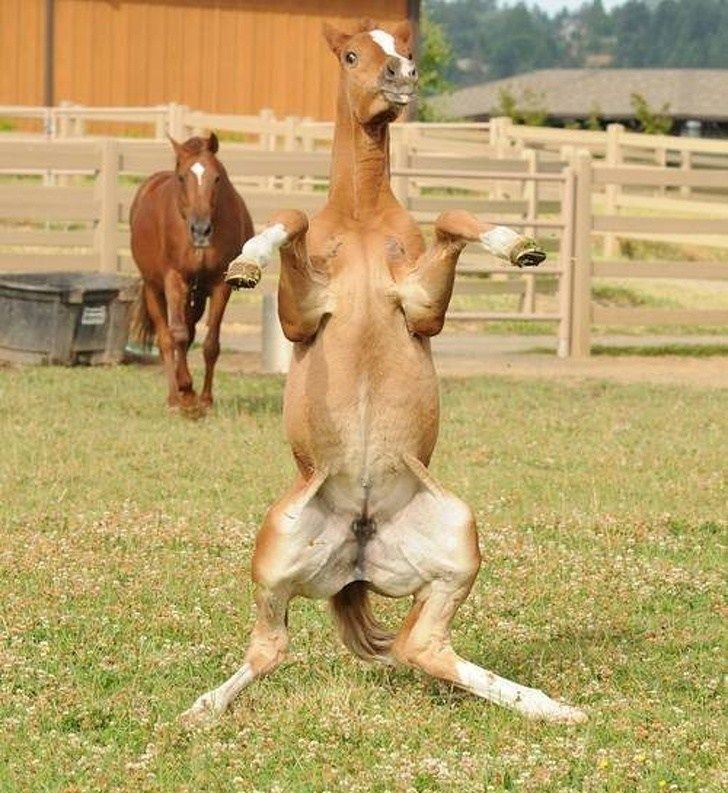 a brown horse standing on its hind legs in front of a fence and another horse behind it