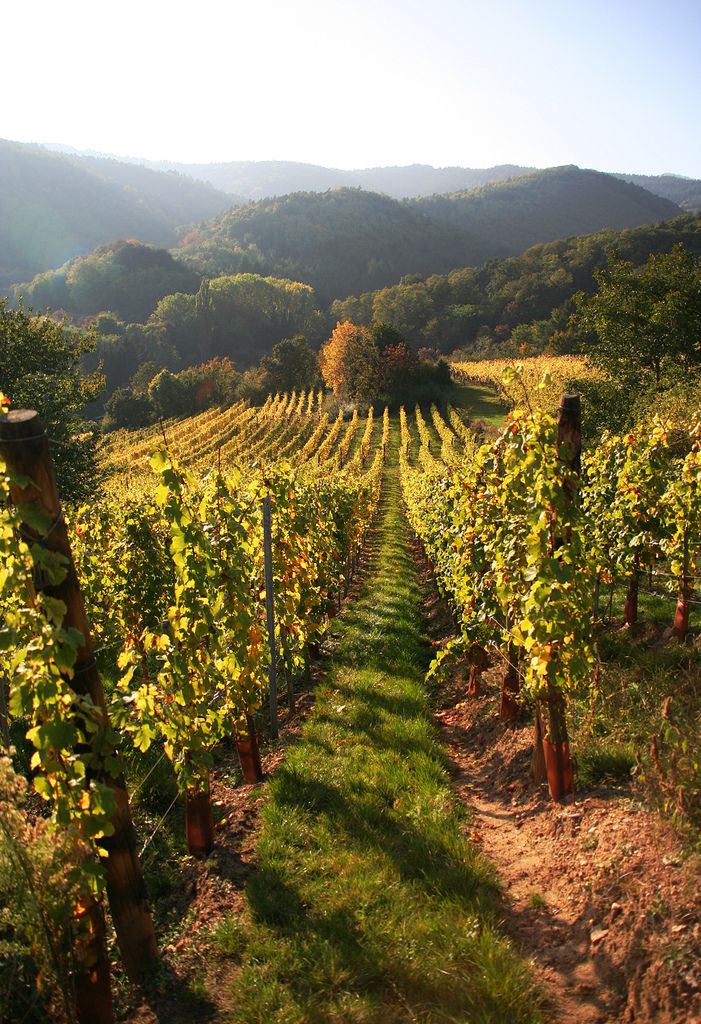 rows of vines in the foreground with mountains in the background