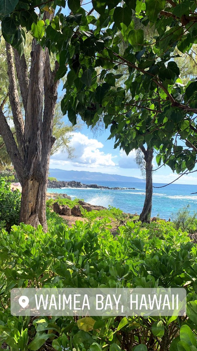 some trees and bushes by the water with a sign that says waimea bay hawaii