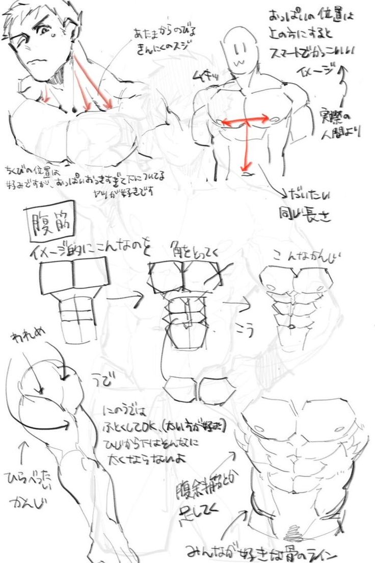 an image of the muscles and their functions in this drawing lesson for begin to learn how to