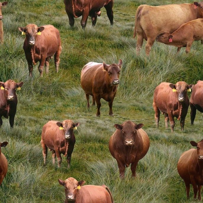 a herd of brown cows standing on top of a lush green grass covered field next to each other