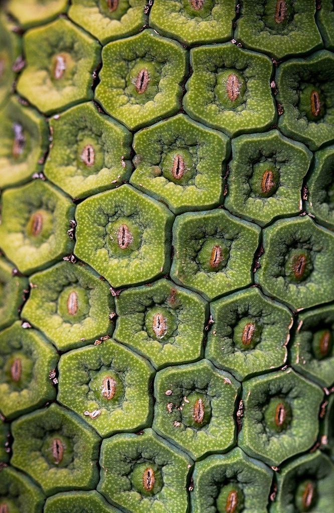 close up view of green leaves with small holes in the center and brown spots on them