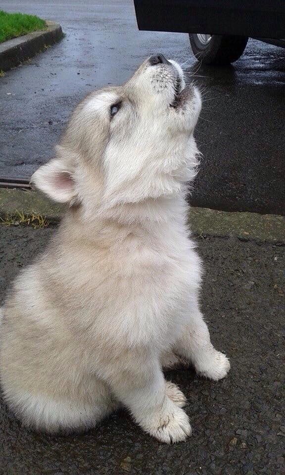 a white puppy is sitting on the ground and looking up at something in the air