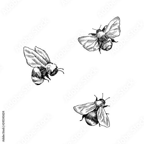 three bees flying in the air with their wings spread out, vintage line drawing or engraving style