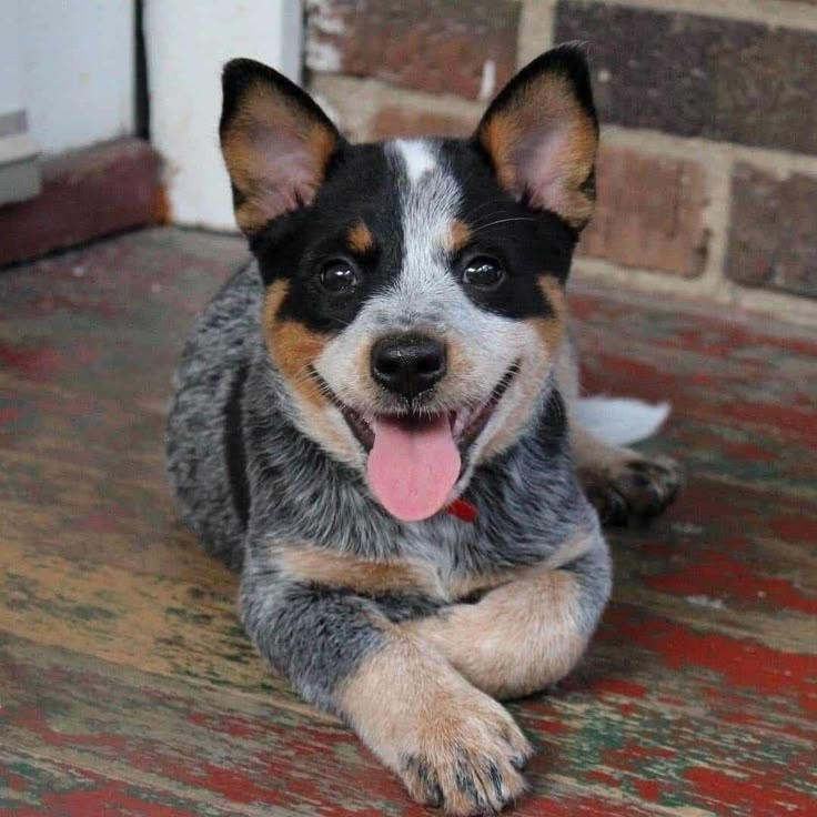 a dog laying on the ground with its tongue out