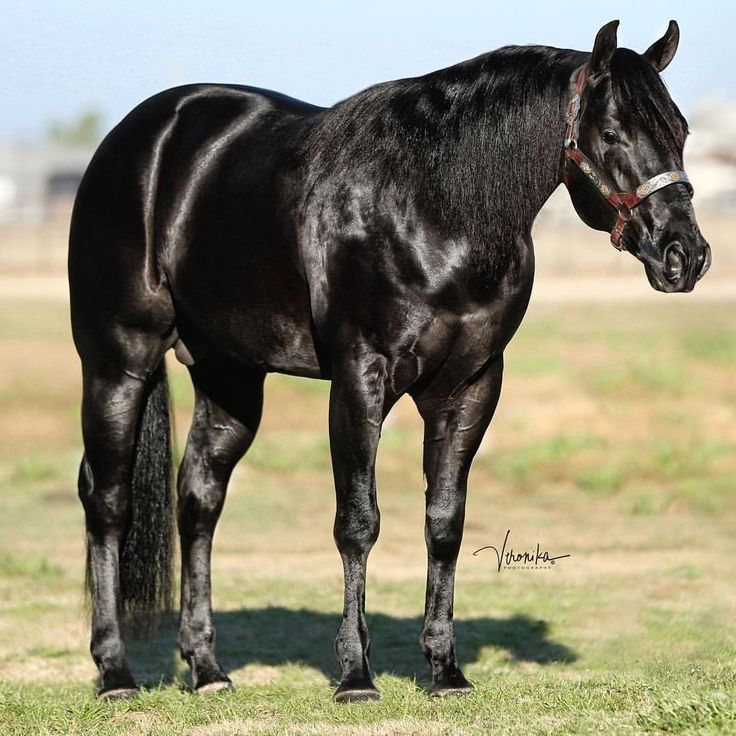 a black horse standing on top of a lush green field