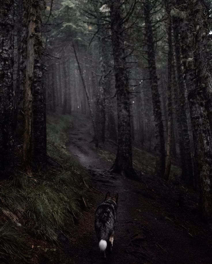 a black and white dog walking down a forest path in the dark with trees on both sides