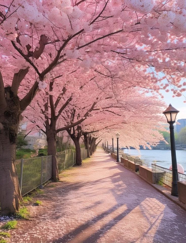 the trees are blooming along the walkway by the water