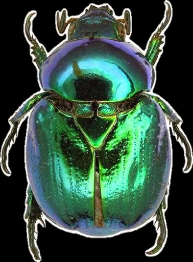 an image of a green beetle on a white background