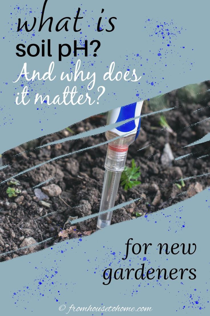 What is soil pH? And why does it matter? (For beginning gardeners) | Gardening Landscaping For Beginners, Soil Ph Test, Alkaline Soil, Perennials Flowers, Perennial Ground Cover, Acidic Soil, Garden Front Yard, Compost Soil, Beginners Gardening