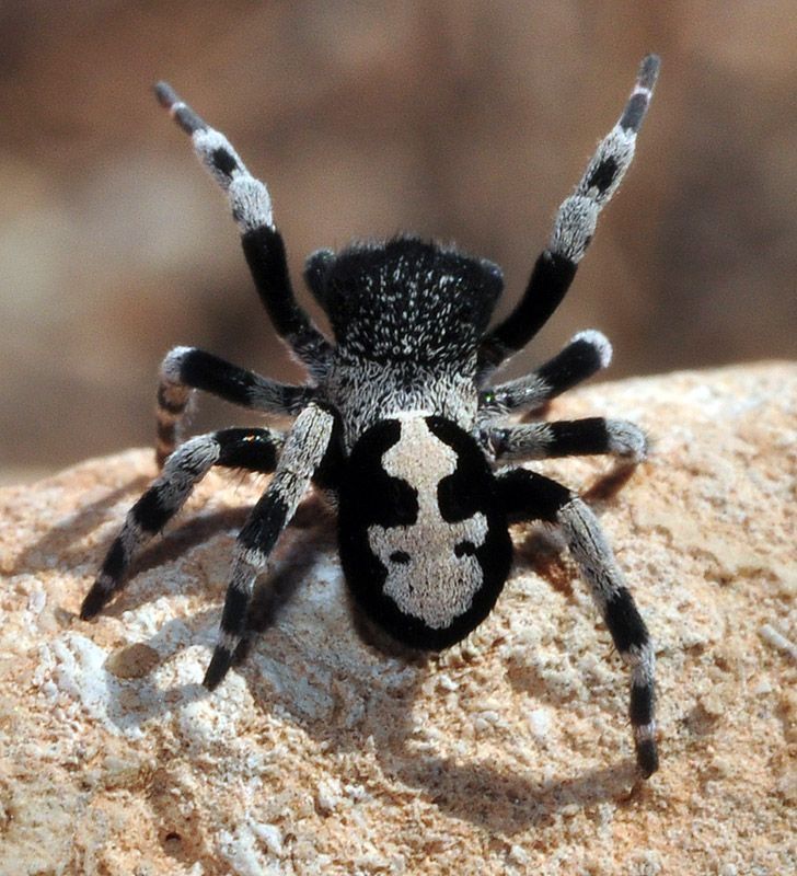 a black and white spider sitting on top of a rock