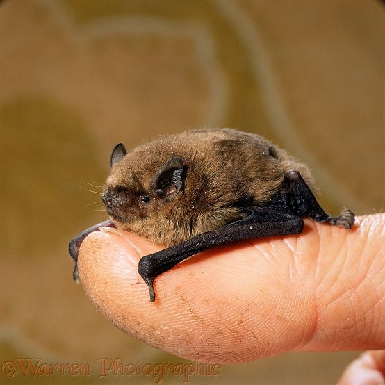 a small bat sitting on top of someone's finger