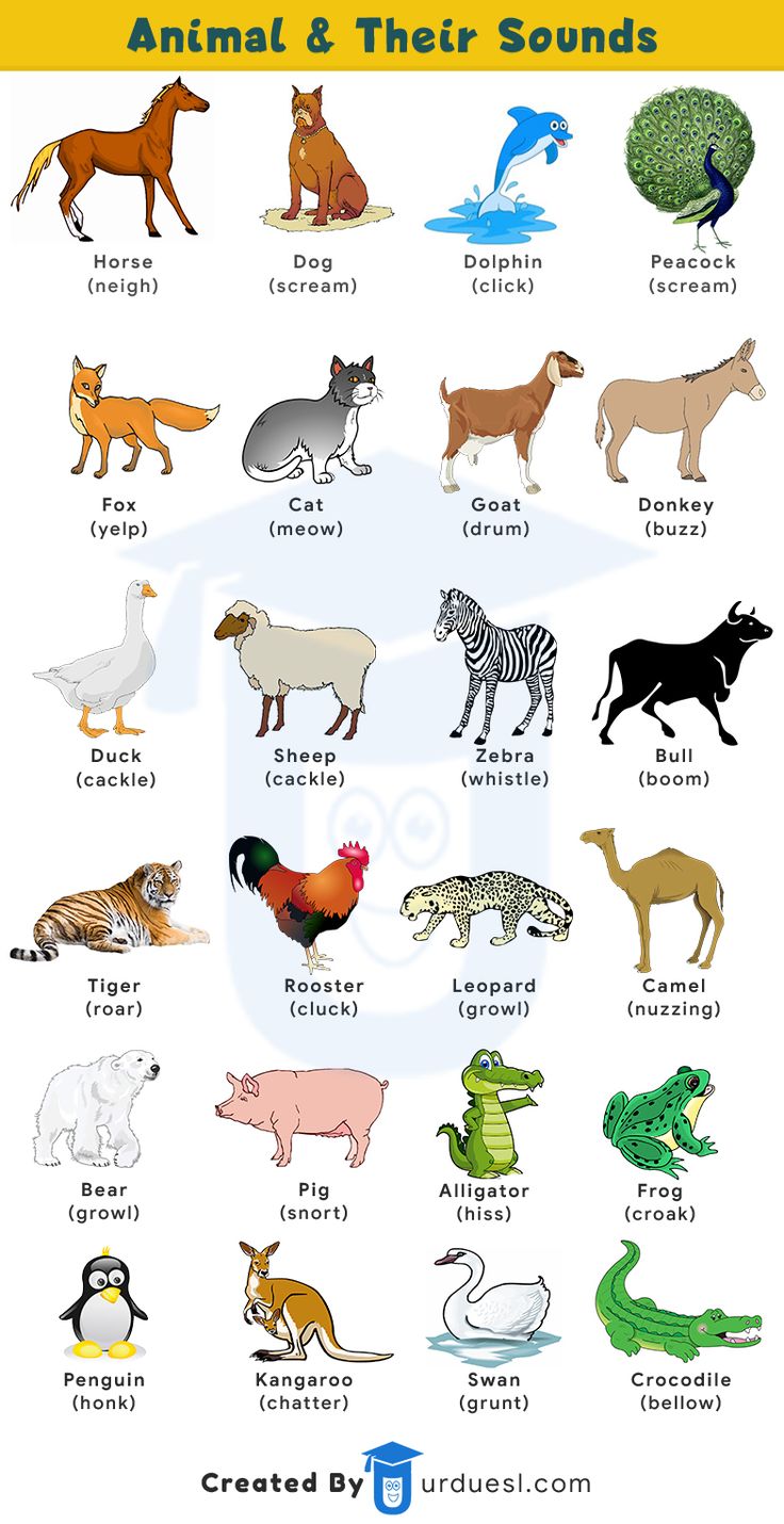 an animal and their sounds poster with different types of animals in each one's body