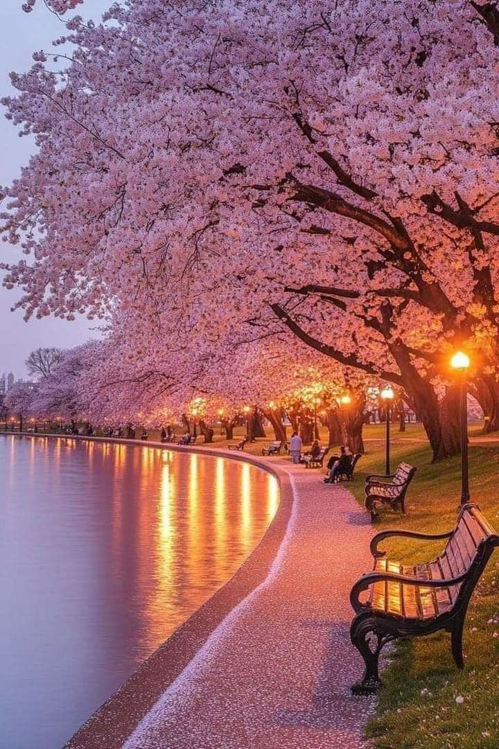 the benches are lined up along the water's edge near trees with blossoming blossoms