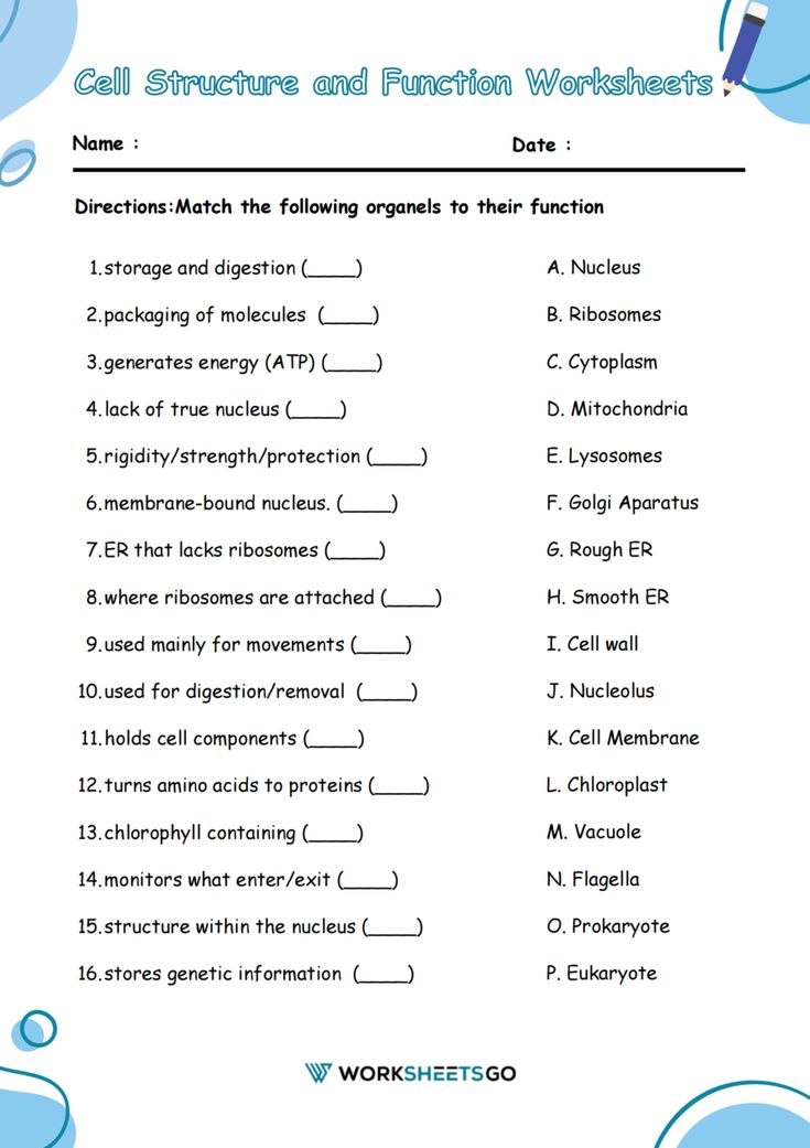 the worksheet for cell structure and function worksheets with pictures on it