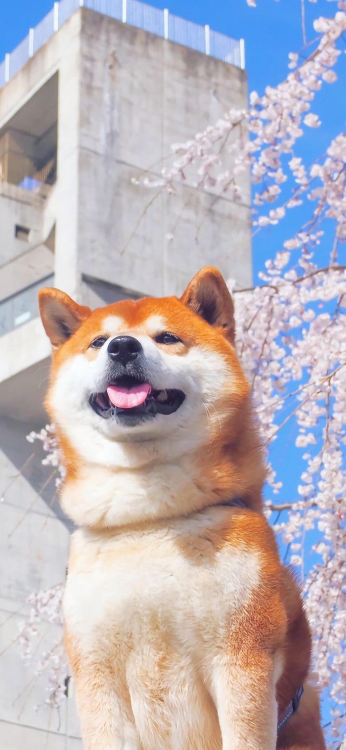 a dog sitting on top of a wooden bench next to a tree with pink flowers