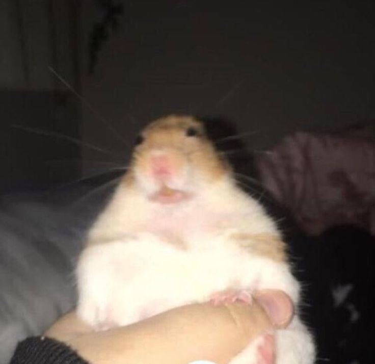 a person holding a hamster in their hand