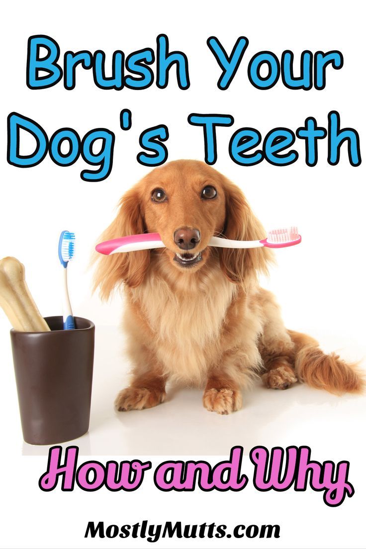 a dog holding a toothbrush in it's mouth with the words brush your dog's teeth how and why