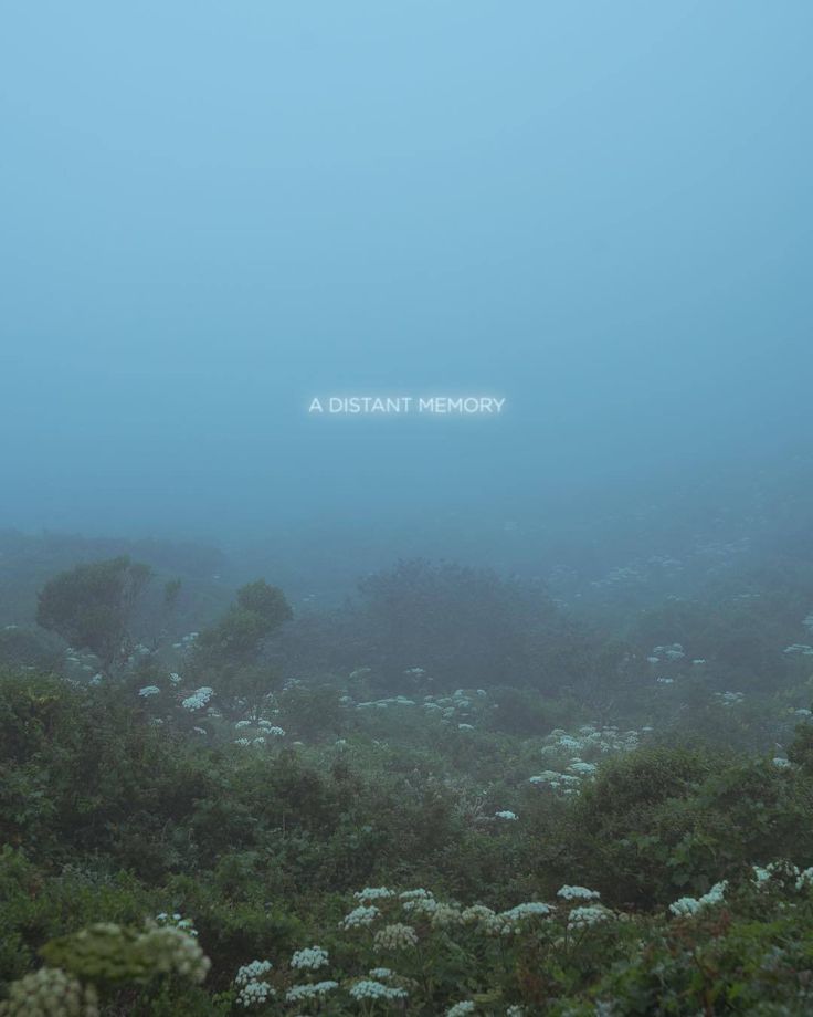 an underwater scene with plants and flowers in the foreground on a foggy day