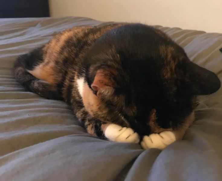 a calico cat laying on top of a bed