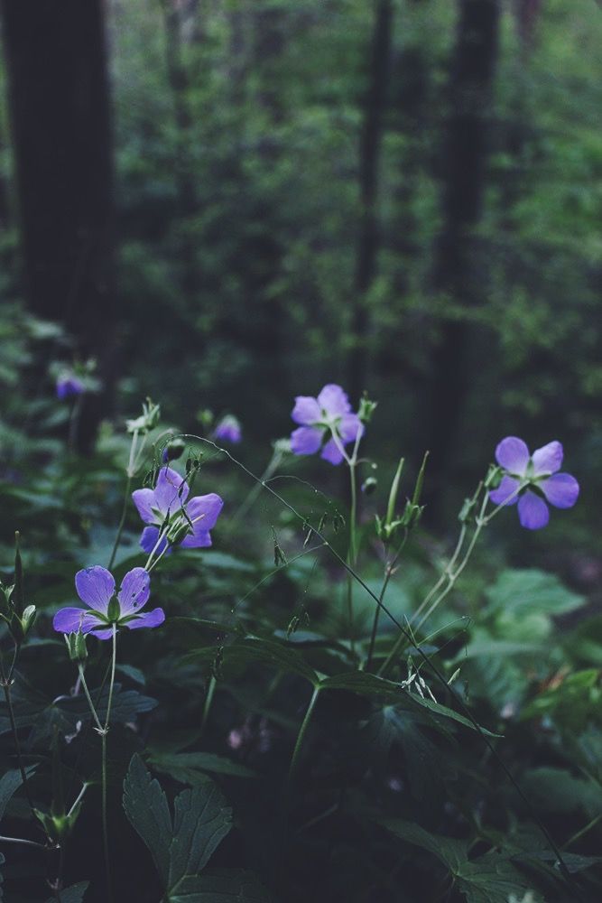 some purple flowers are growing in the woods