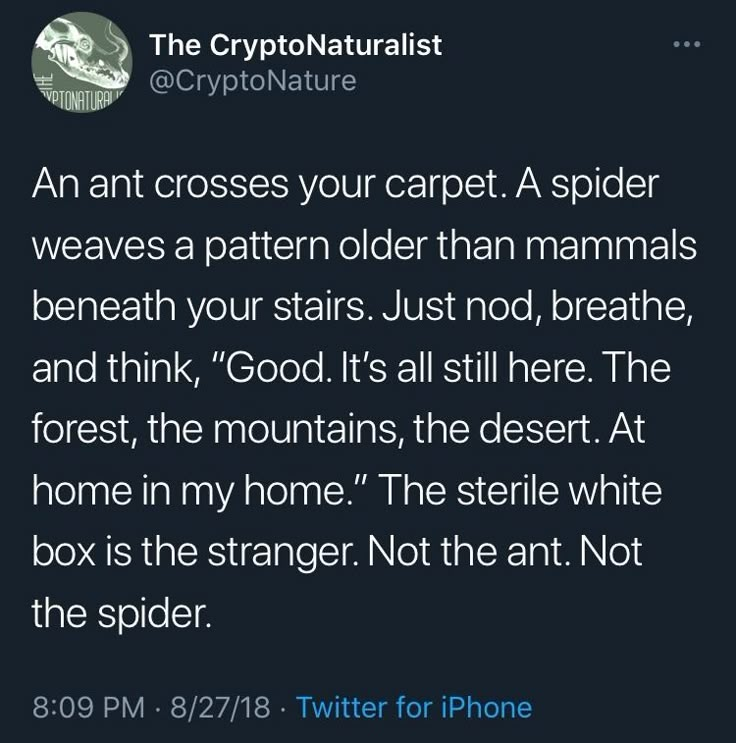 The CryptoNaturalist — An ant crosses your carpet. A spider weaves a... Dumpster Fire, Poem Quotes, Quotes Poetry, Happy Thoughts, Text Posts, Poetry Quotes, Pretty Words, Writing Inspiration, Meaningful Quotes