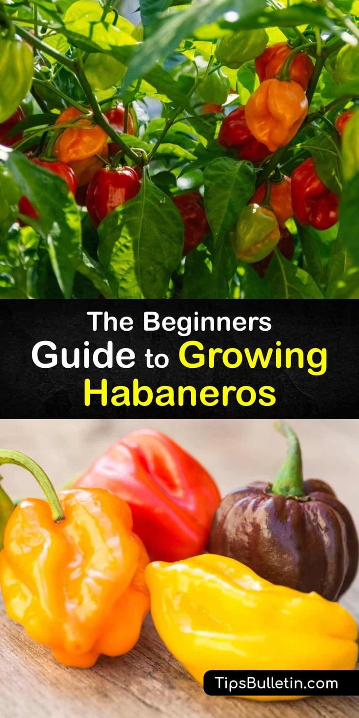 the beginner's guide to growing habaneros