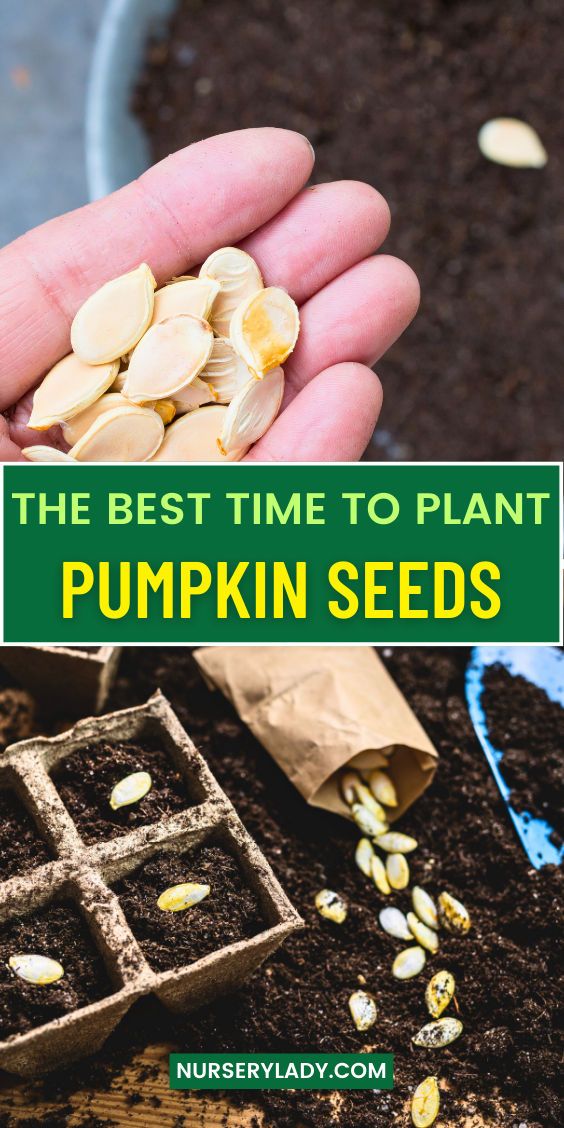 the best time to plant pumpkin seeds