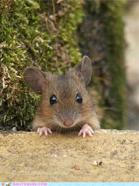 a small rodent is peeking out from behind a mossy wall and looking at the camera