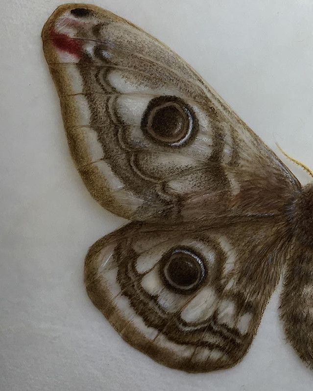 a close up of a moth on a white surface