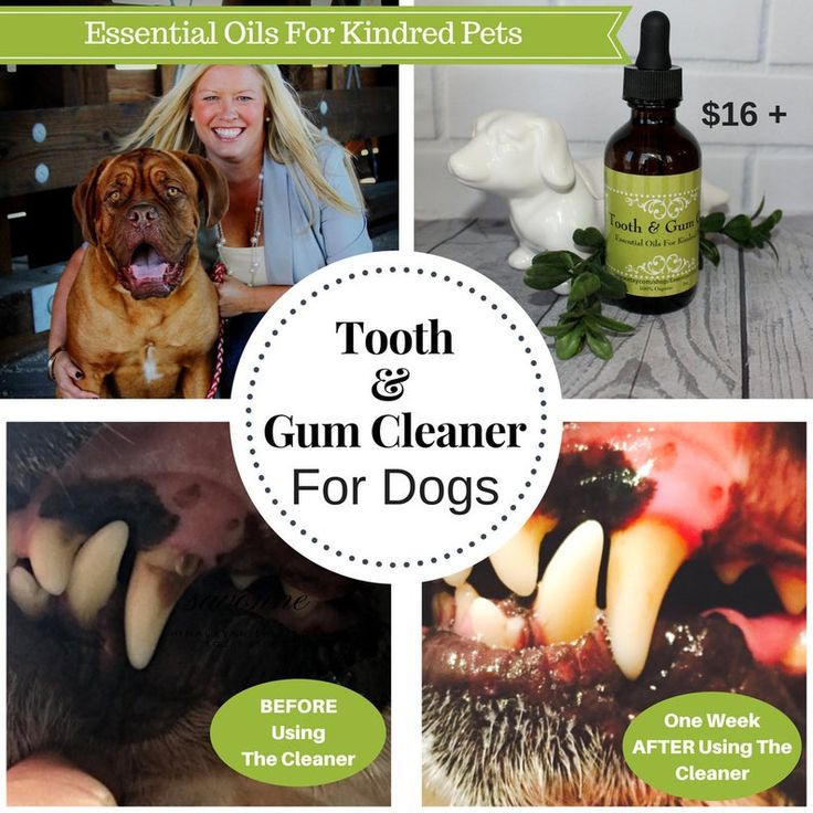 a collage of photos with dogs, toothbrushes and gum cleaner for dogs